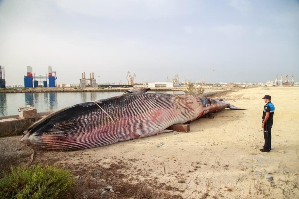 Imagen de la ballena muerta en el puerto