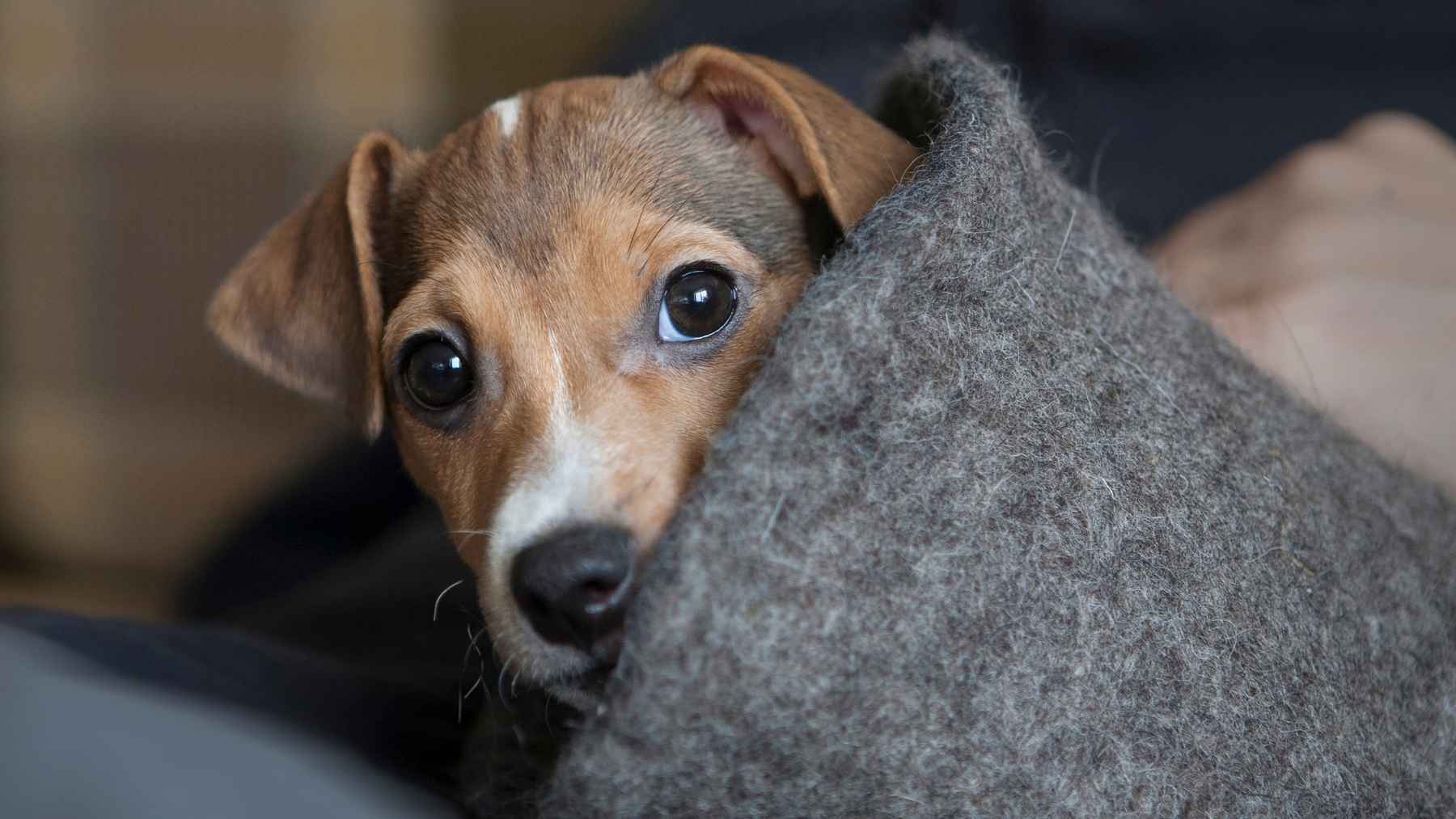 Un perro protegiéndose del frío del invierno