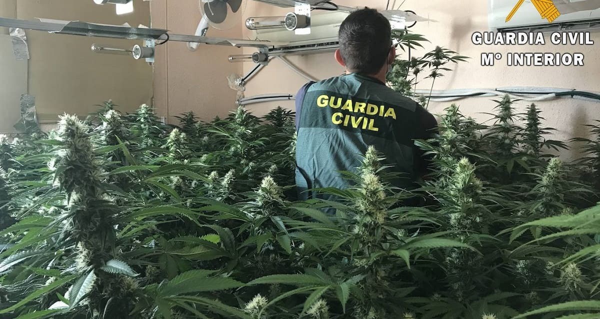 Cultivo de marihuana en una casa