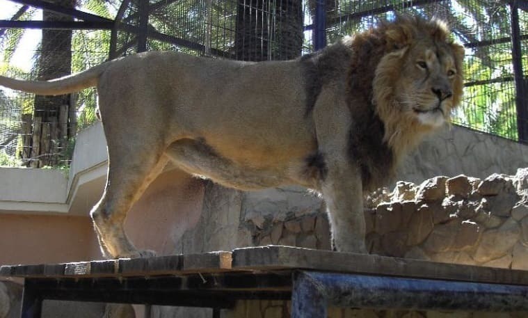 Un león residente en el Zoo de Jerez