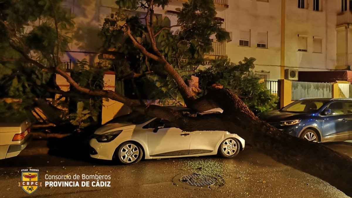 Un árbol destroza un coche y arrasa la valla de una casa en la barriada España de Jerez