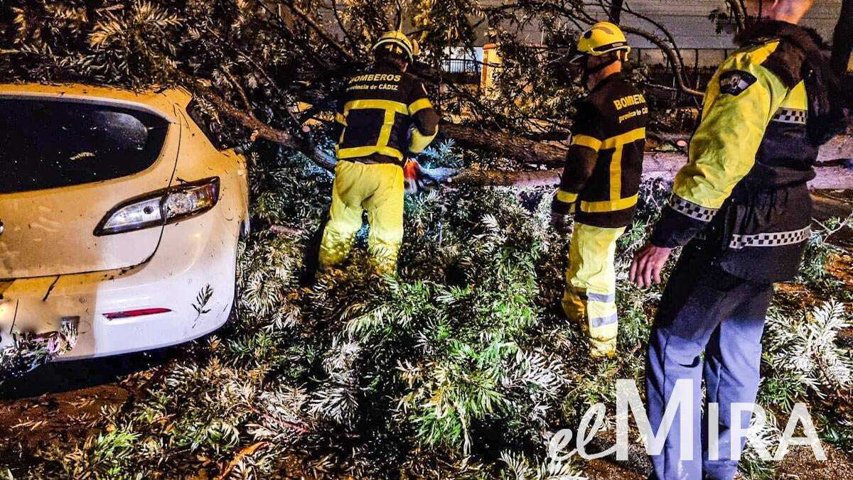 Árboles han caído sobre coches