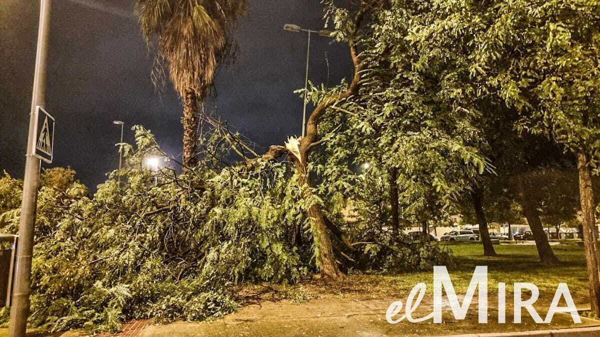 Los árboles han sido lo que más han sufrido las consecuencias del tornado en Jerez