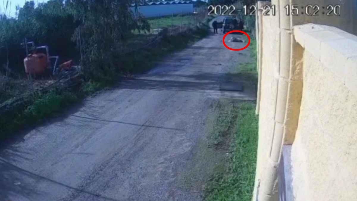 La perrita tras haber sido atropellada por el vehículo de la Policía Local de Chipiona