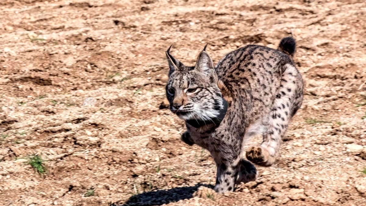 Muere atropellado en Hinojos con 10 años el lince 'Kadir', macho adulto territorial del lugar
