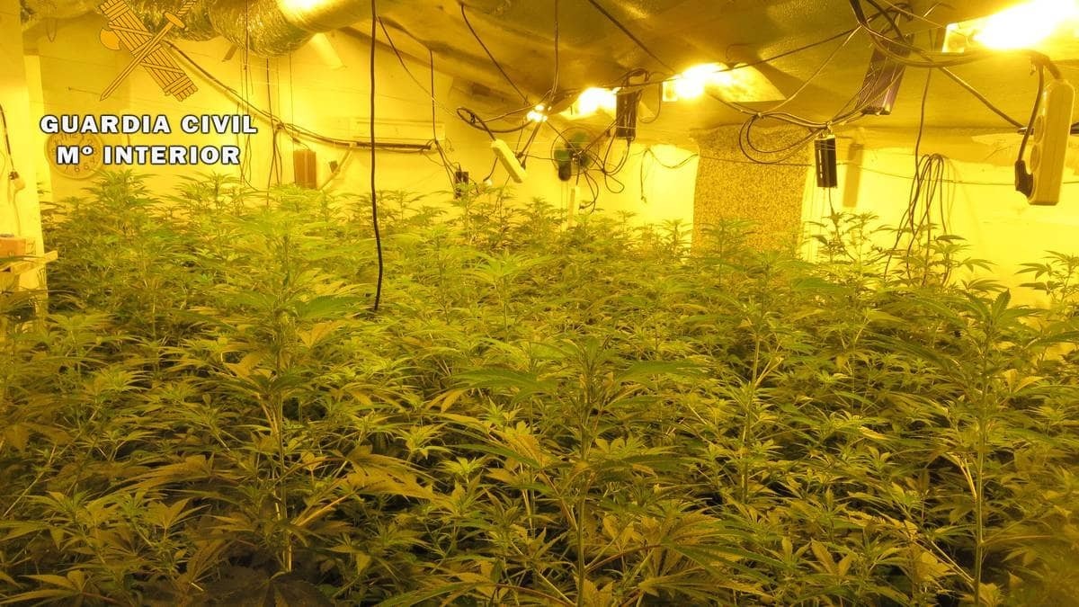Acaban con 13 nuevos centros de producción de marihuana e intervienen 3.636 plantas en Granada