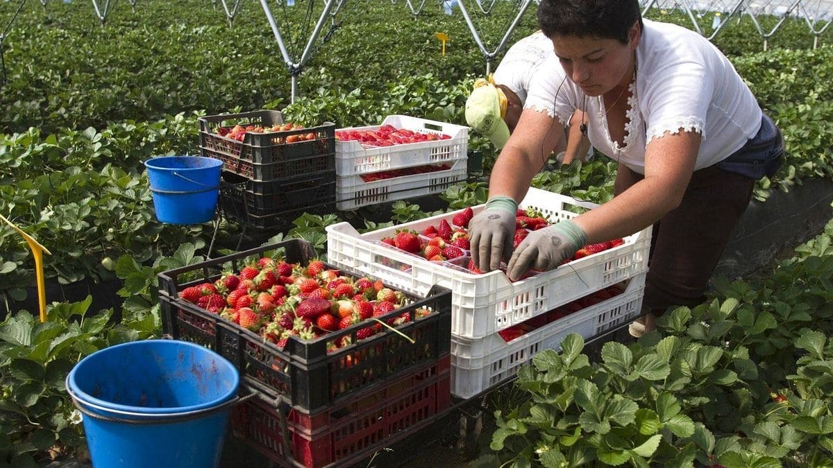 Recogida de fresas en Huelva