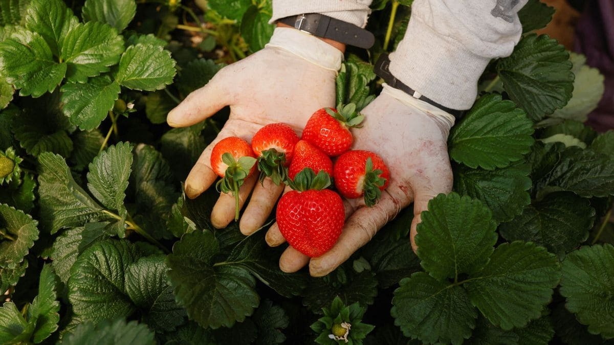 Las fresas ayudan a hacer una buena digestión