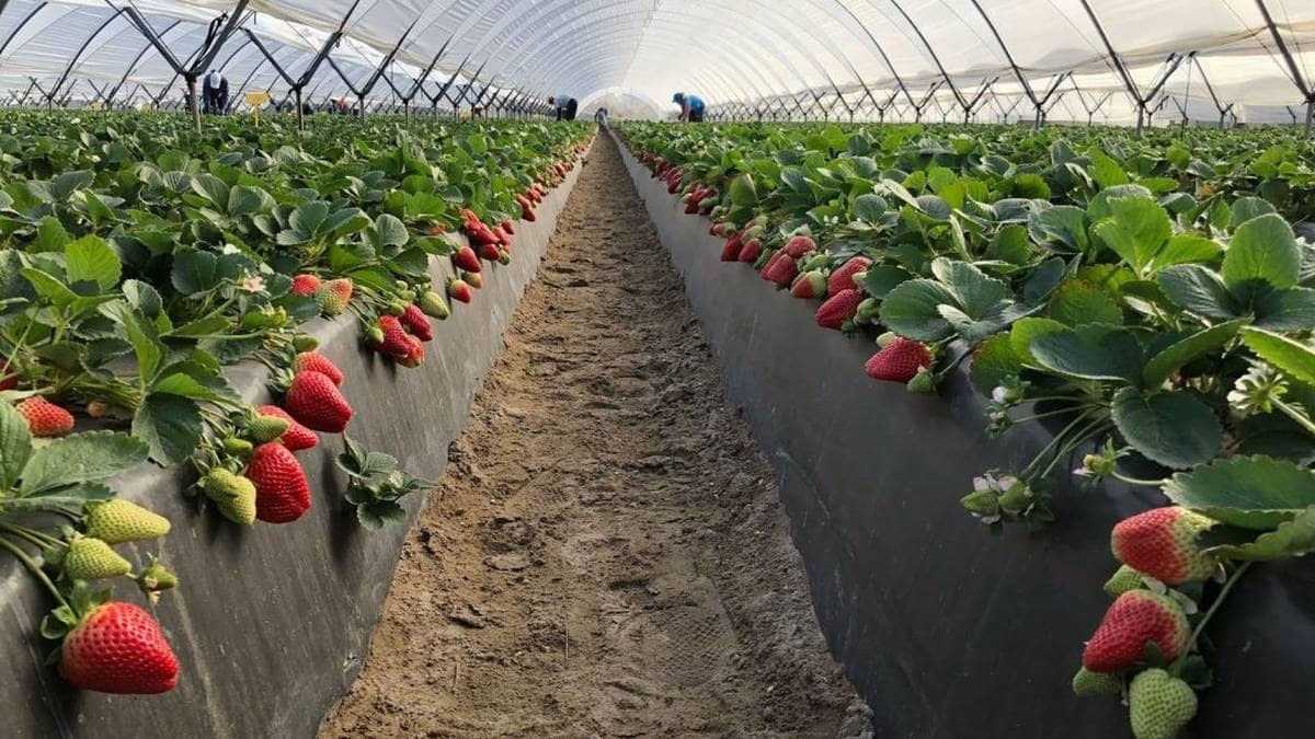 El consumo de fresas ayuda a perder peso