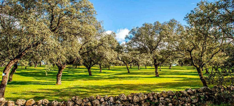 El valle de Los Pedroches en Córdoba (2)