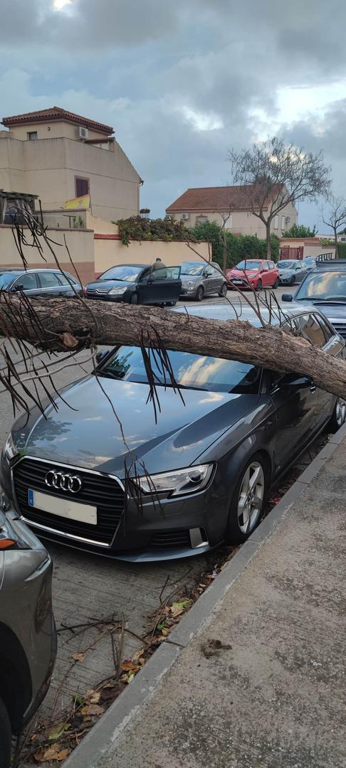 Un árbol sobre un coche en la calle Parque de los Alcornocales