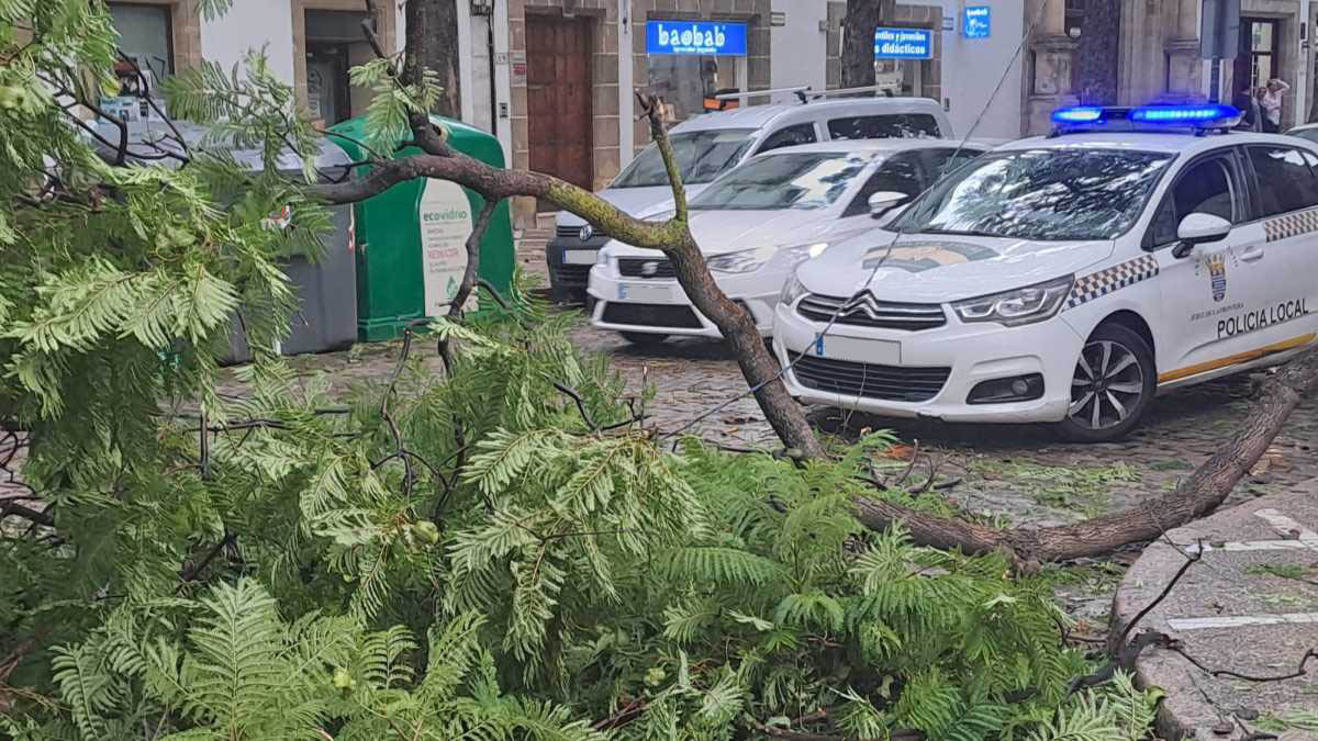 Árboles caídos en la calle Porvera