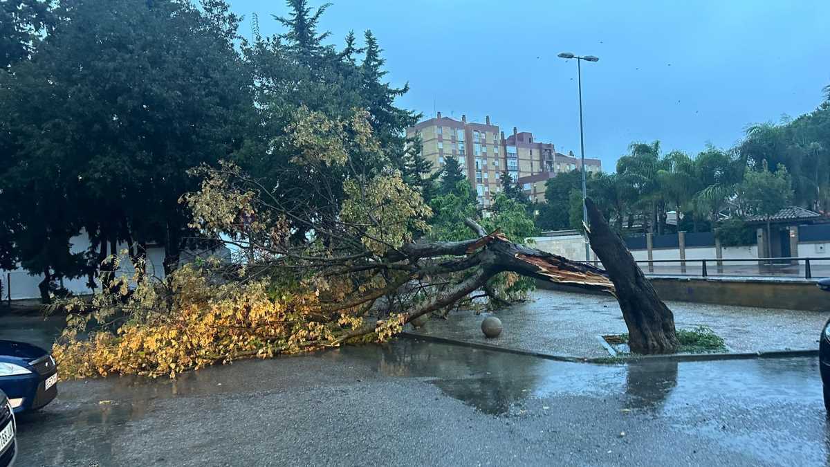 Un árbol tras los efectos de la borrasca Aline