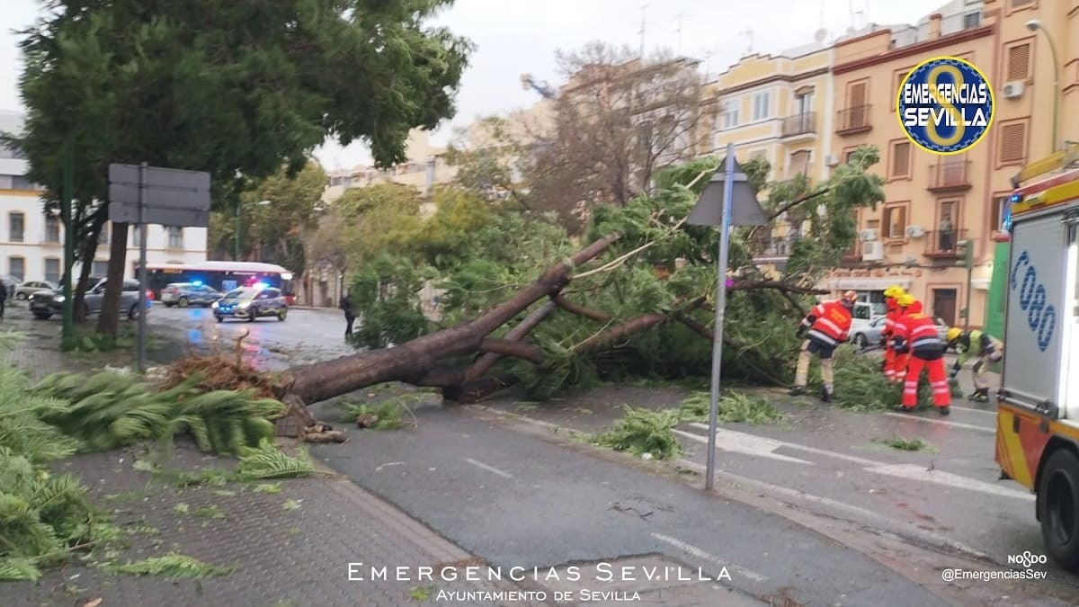 Un árbol caído en la calle Luis Montoto de Sevilla