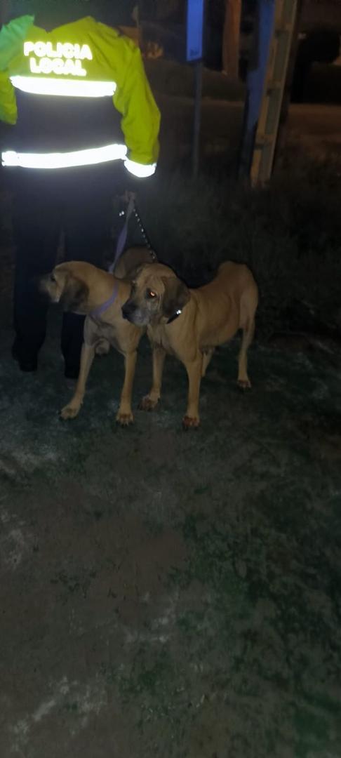 Perros rescatados en Jerez por la Policía Local tras el paso de la borrasca Bernard