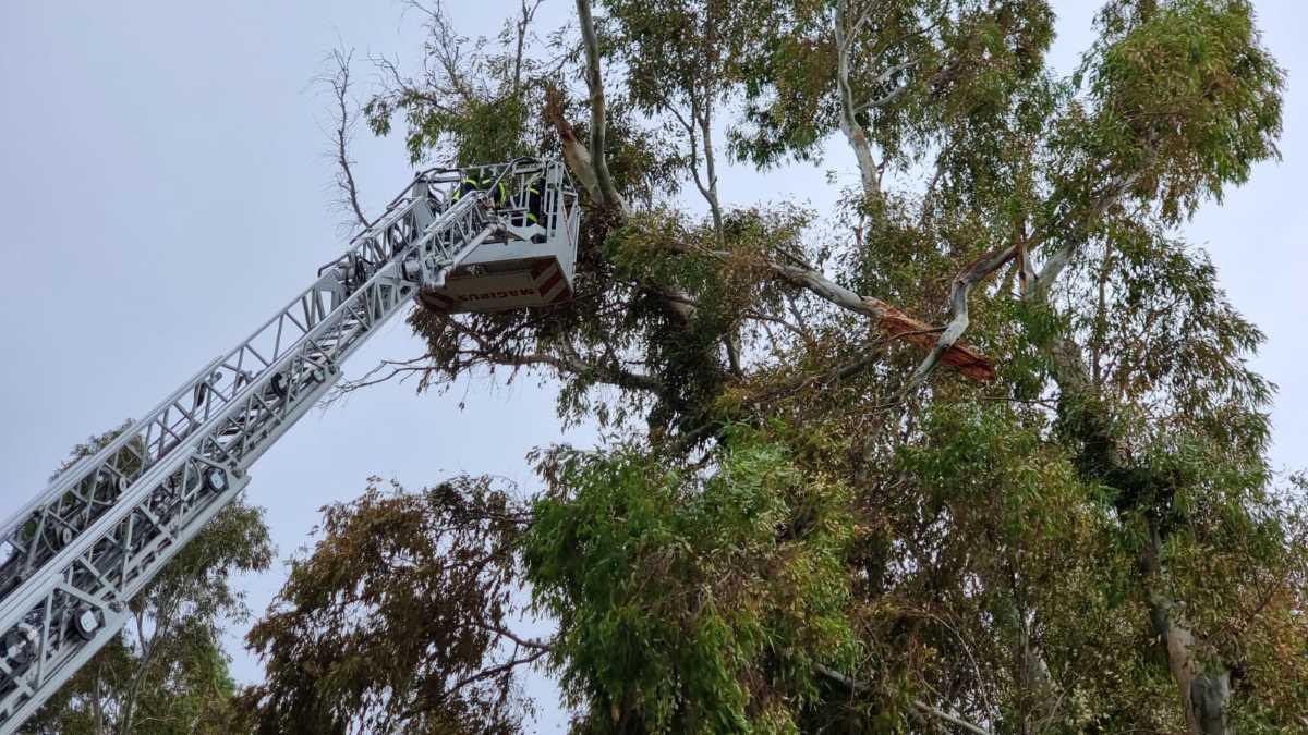 Bomberos de Jerez actuando por el riesgo de caída de ramas de árboles | Foto: Jesús Catalán para El MIRA