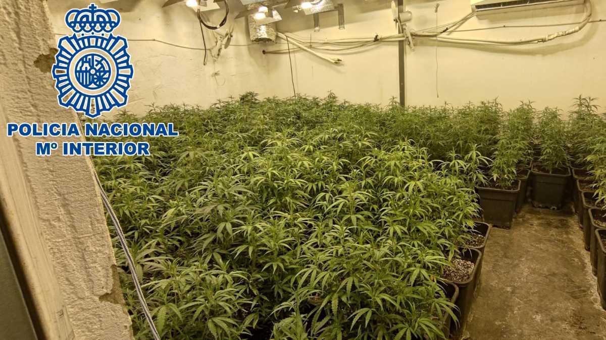 Plantación de marihuana en Sanlúcar