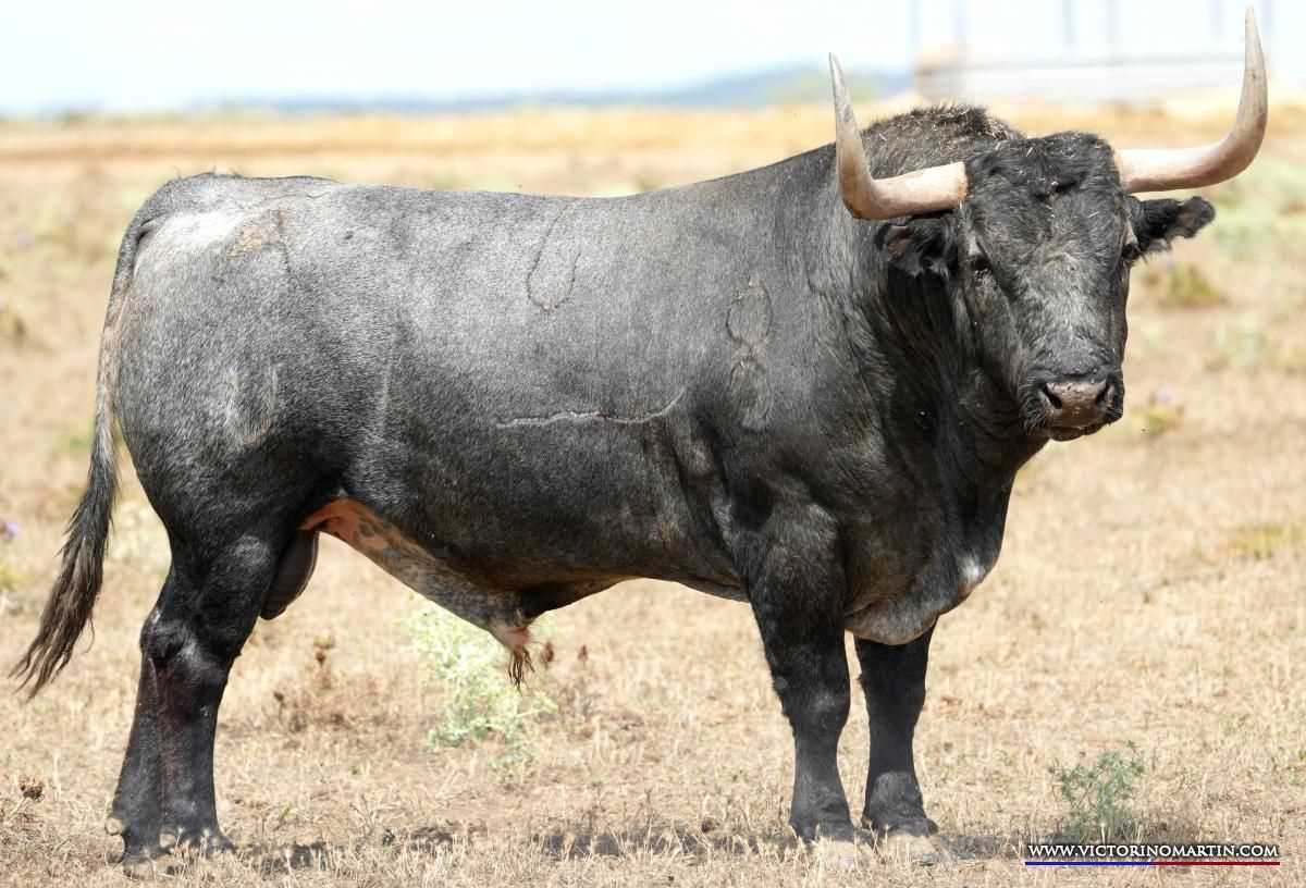 Director de Victorino Martín