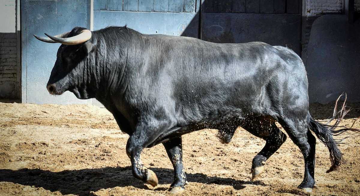 Novillo Manchego I Foto Plaza 1