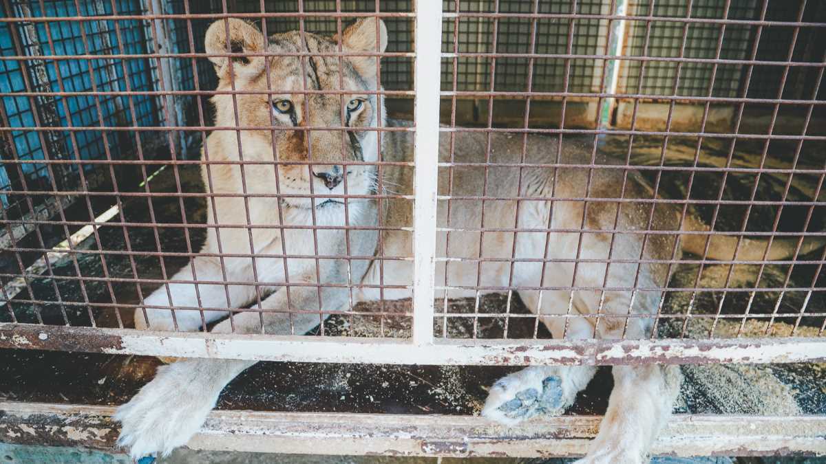 Selva, la leona de Juvelandia | Foto: Cristo García para El MIRA
