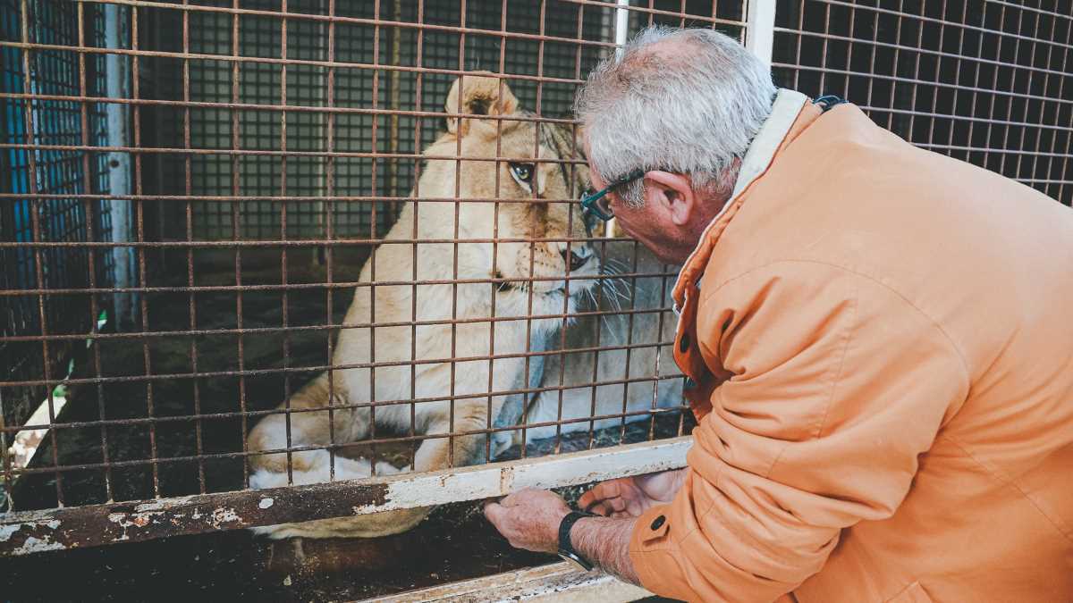 Selva, la leona de Juvelandia | Foto: Cristo García para El MIRA