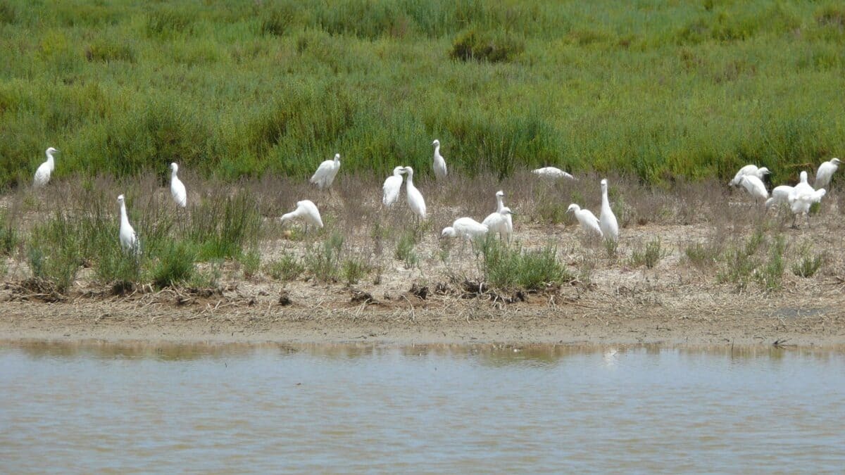 Humedales andaluces se verán beneficiados por la nueva medida