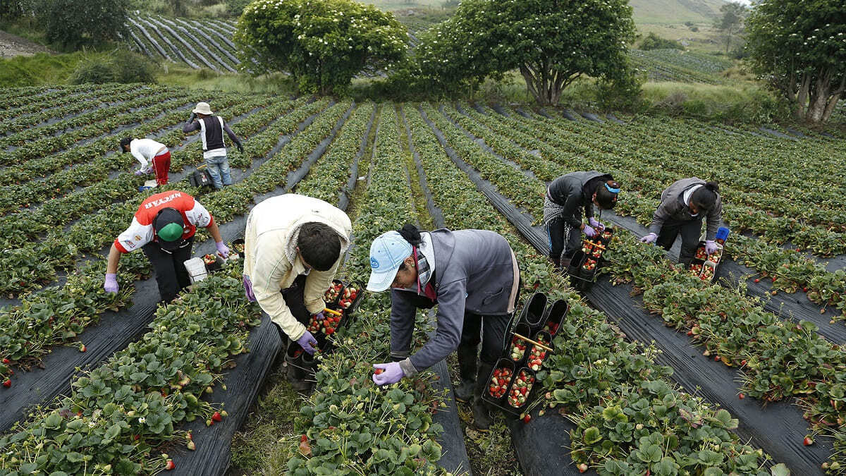Personas trabajando en el campo