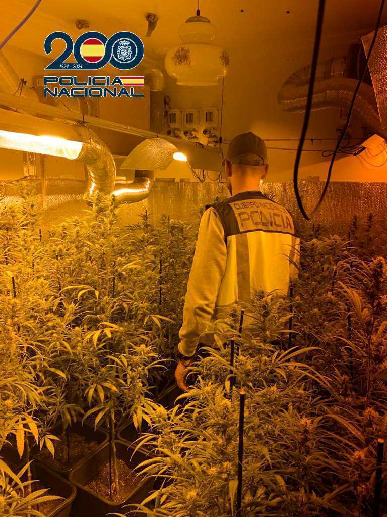 Plantación de marihuana en Jerez