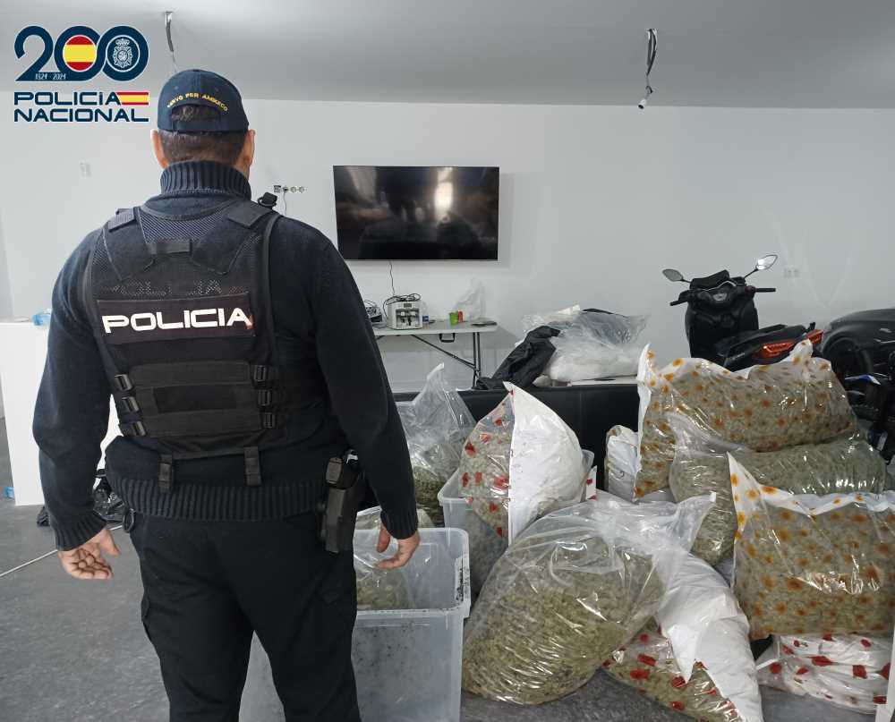 Cogollos de marihuana recuperados en la Algaida | Policía Nacional
