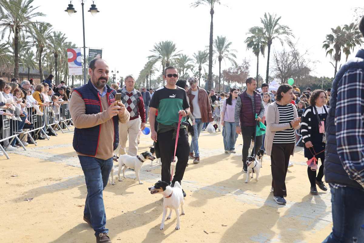 Festividad de San Antón 2024 en Jerez | Cristo García