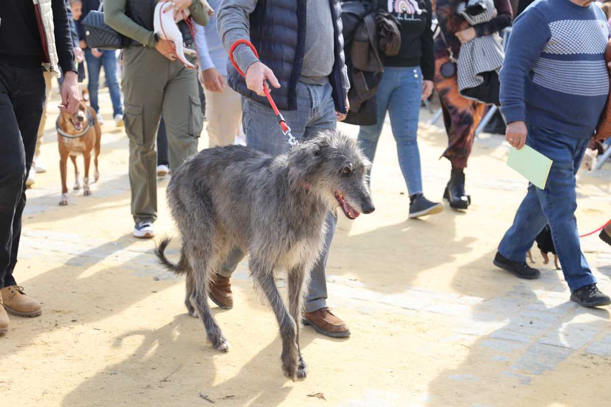 Festividad de San Antón 2024 en Jerez | Cristo García