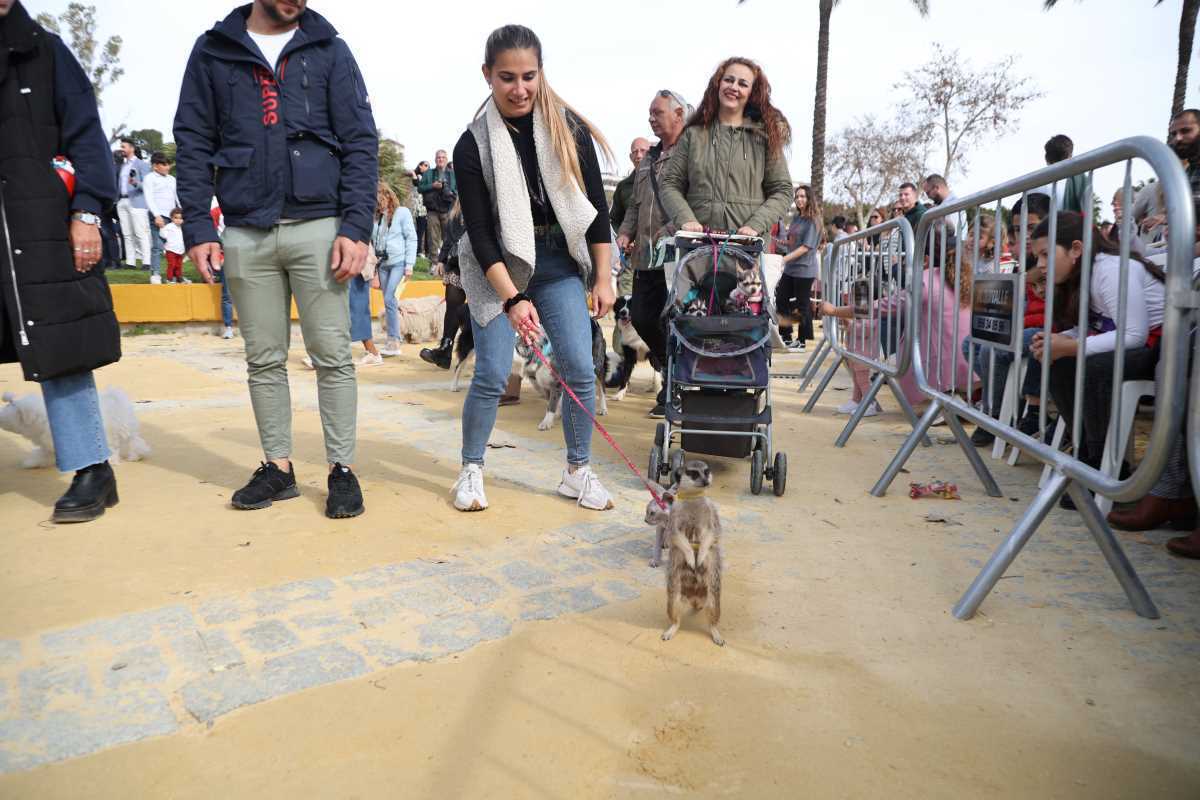Festividad de San Antón 2024 en Jerez | Cristo García