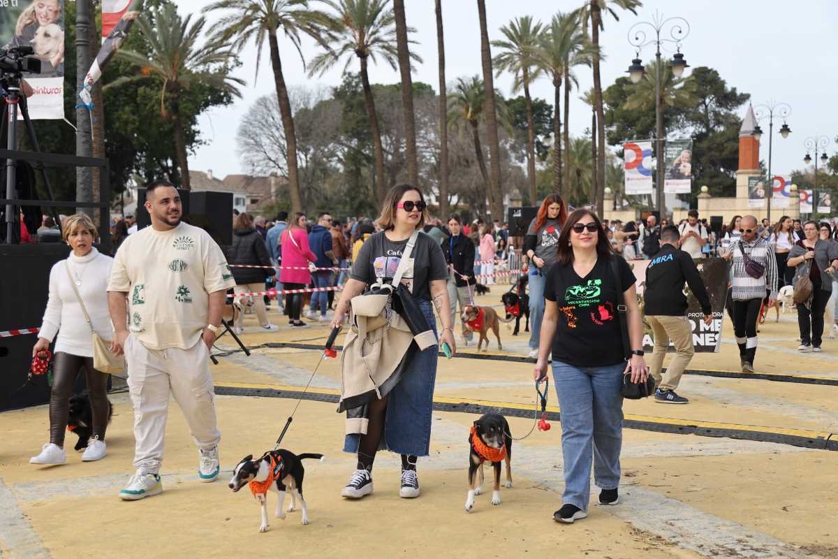 Festividad de San Antón 2024 en Jerez | Cristo García