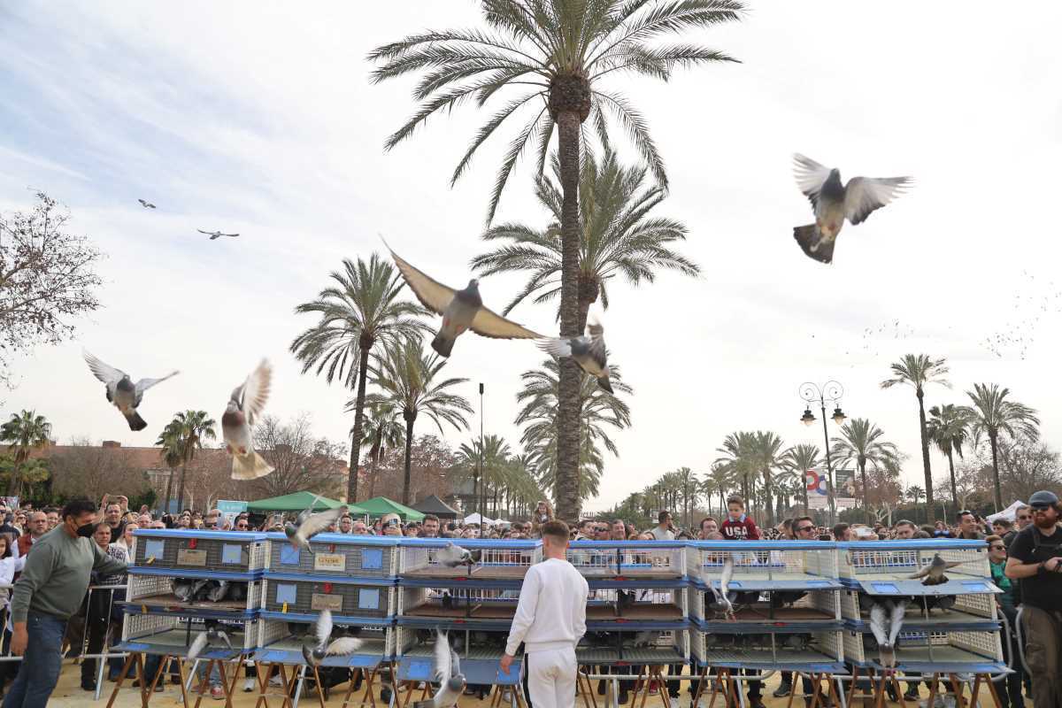 Festividad de San Antón 2024 en Jerez | Cristo García