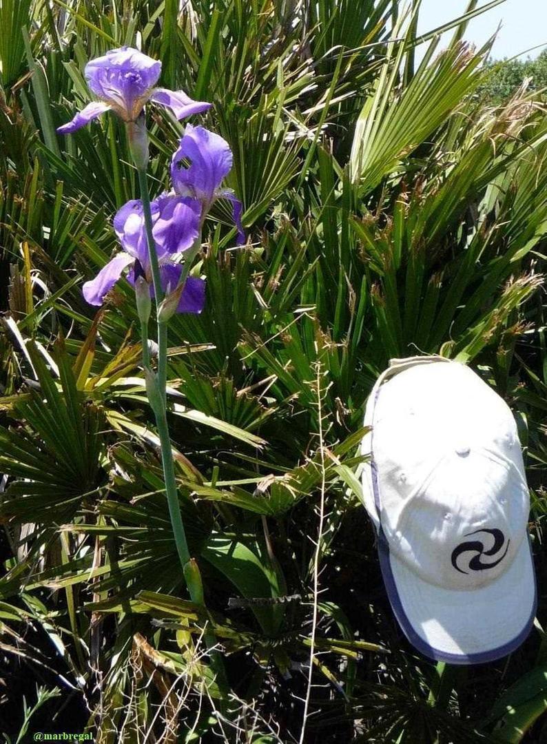 Lirio de Sierra Valleja I Foto Marciano Breña