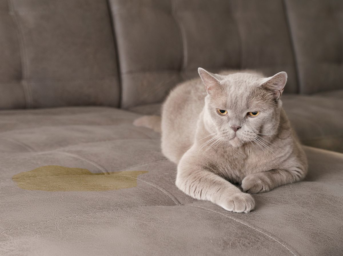 Manchas provocadas por mascotas en el sofá