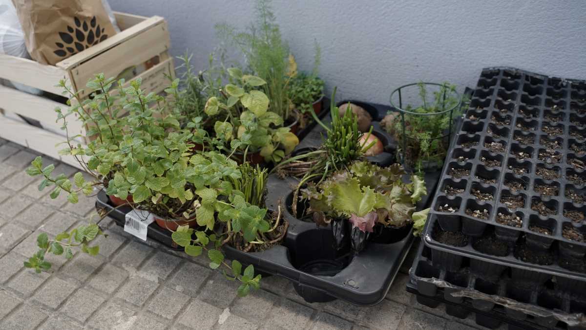 Huerto del Colegio La Paz | José Antonio Pliego