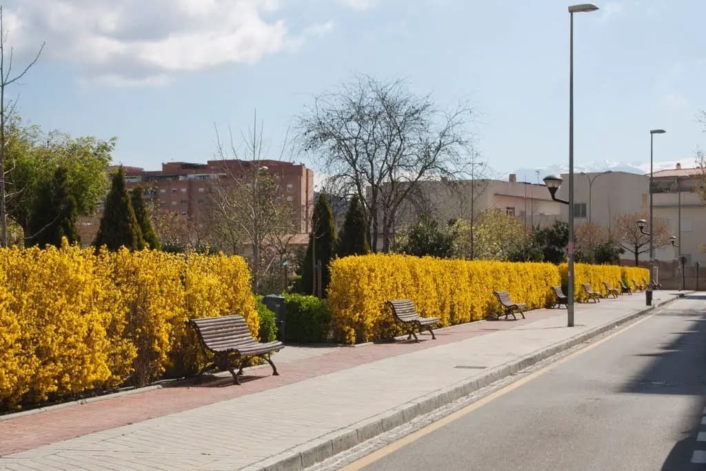 La calle padre Marcelino Álvarez en Granada