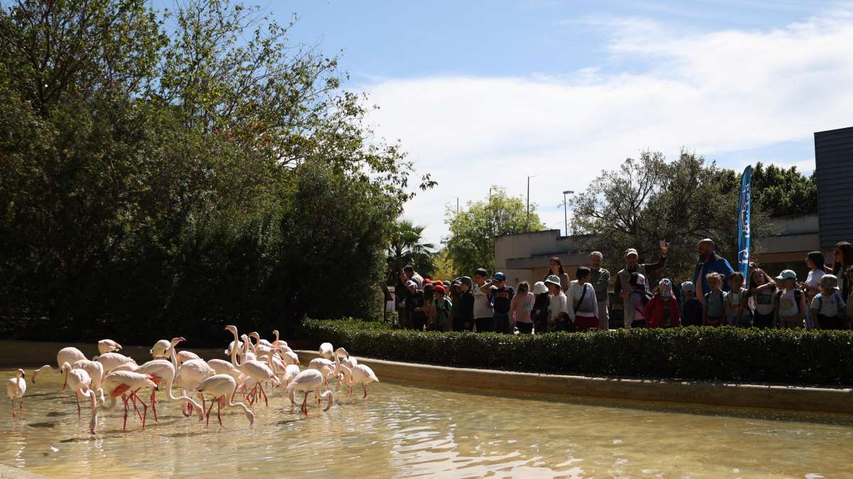 Instalación de los flamencos en el Zoobotánico de Jerez | Cristo García