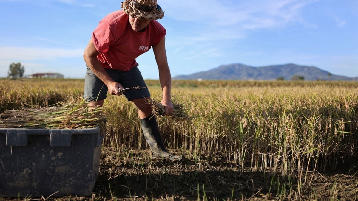 Una persona trabajando en el campo