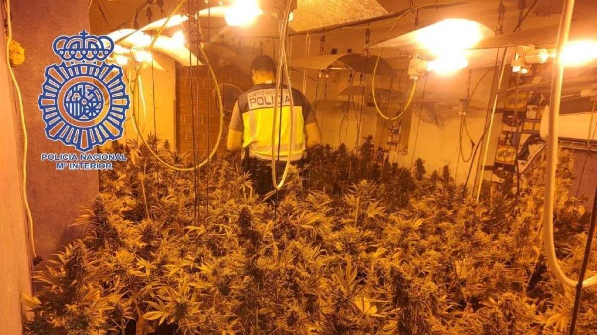 Plantación de marihuana