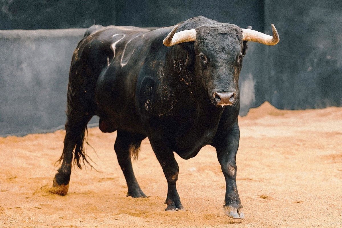 Toro Tabarro I Arjona Pagés