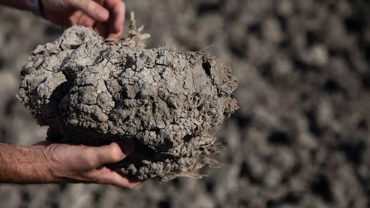 Los regantes están sufriendo las consecuencias de la sequía