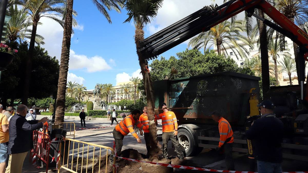 Plantación de palmeras en la Plaza del Arenal de Jerez (1)