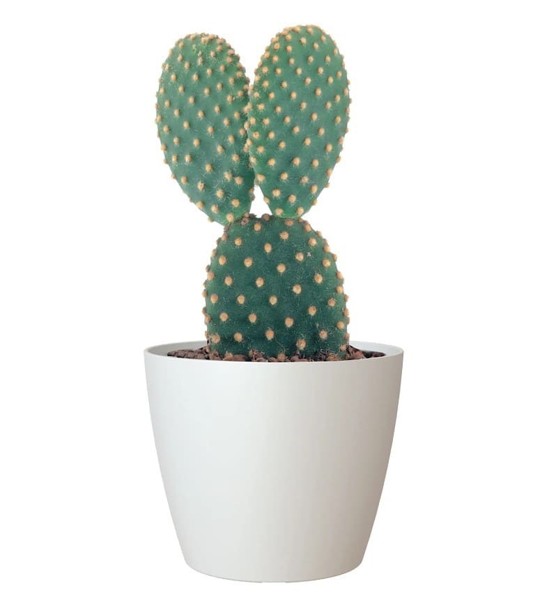 Maceta de polipropileno blanco SAN REMO 