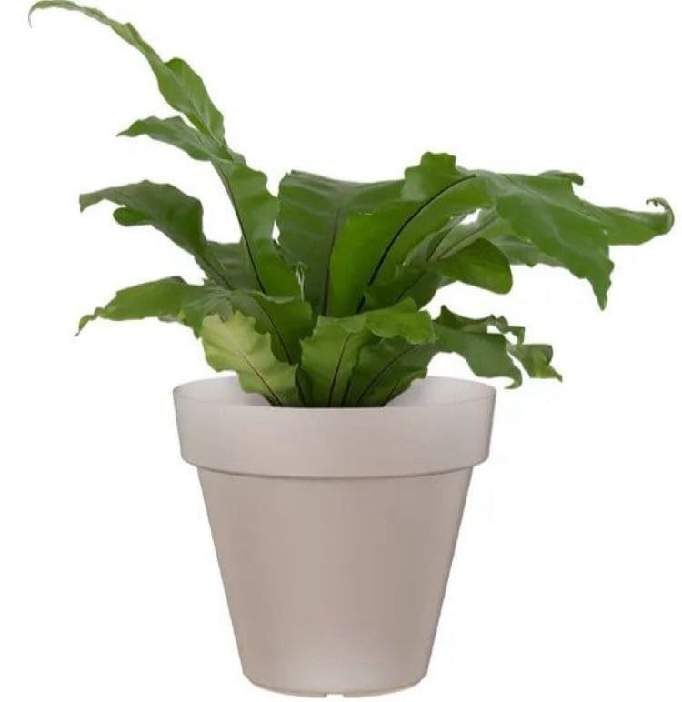 Maceta de polipropileno CAPRI