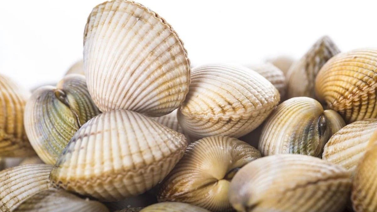 Chirla intervenida en Jaén