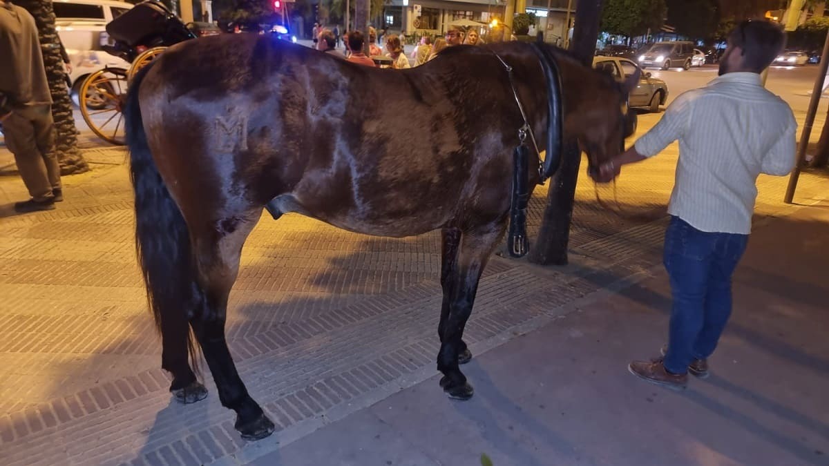 El equino fue interceptado en la Avenida de Méjico | Jesús Catalán