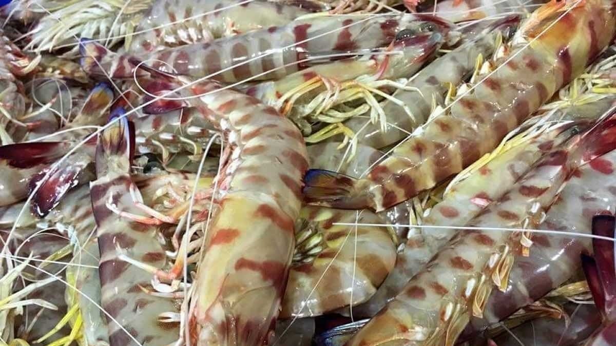 Los míticos langostinos de Sanlúcar