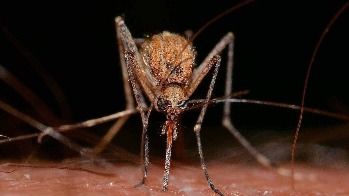 Un mosquito transmisor del virus del Nilo